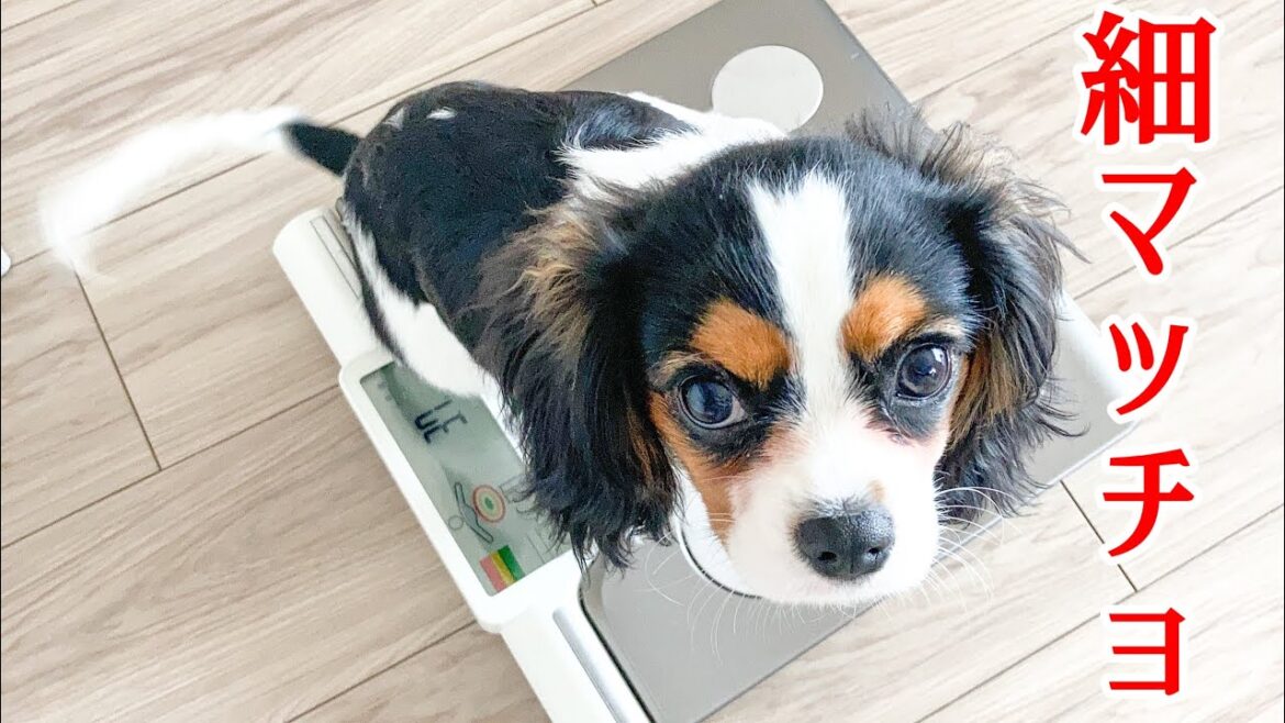 【キャバリアという犬】うに子の体重はほとんど筋肉(生後5ヶ月)