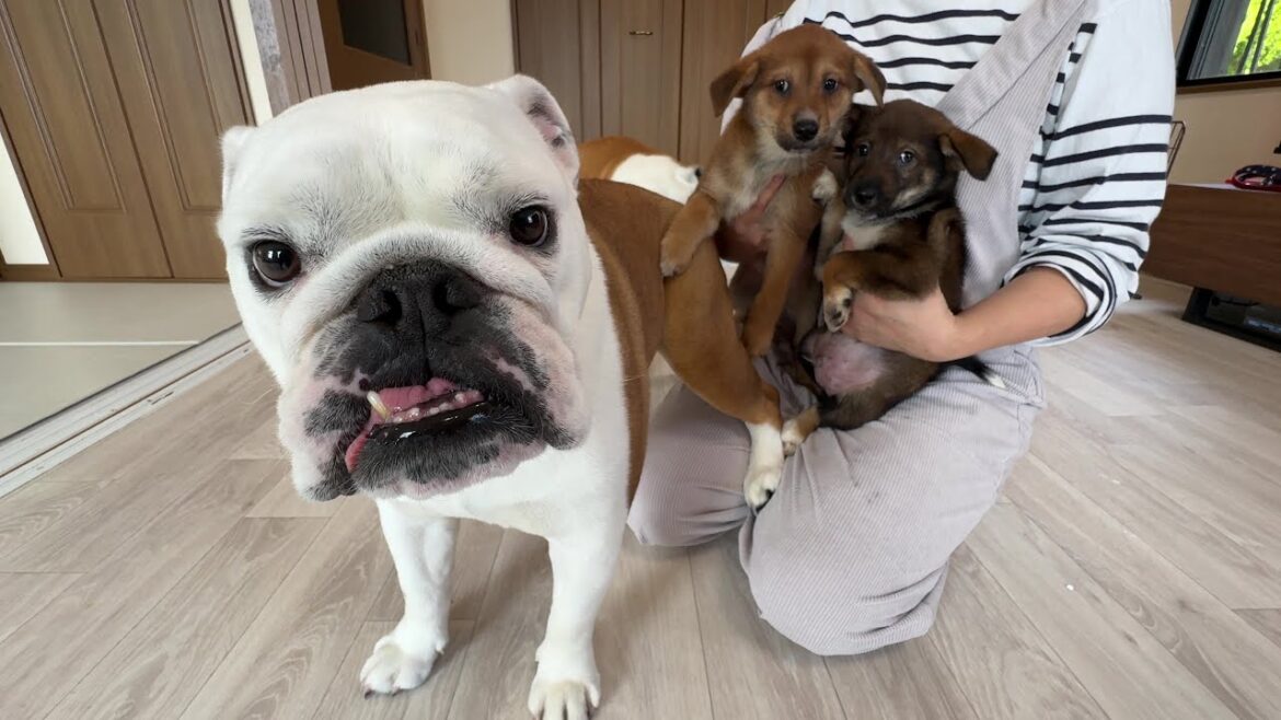 生後2ヶ月の保護子犬をお迎えしました…まるこお母さんになります♪♪ 生後2ヶ月の保護子犬をお迎えしました…まるこお母さんになります♪♪