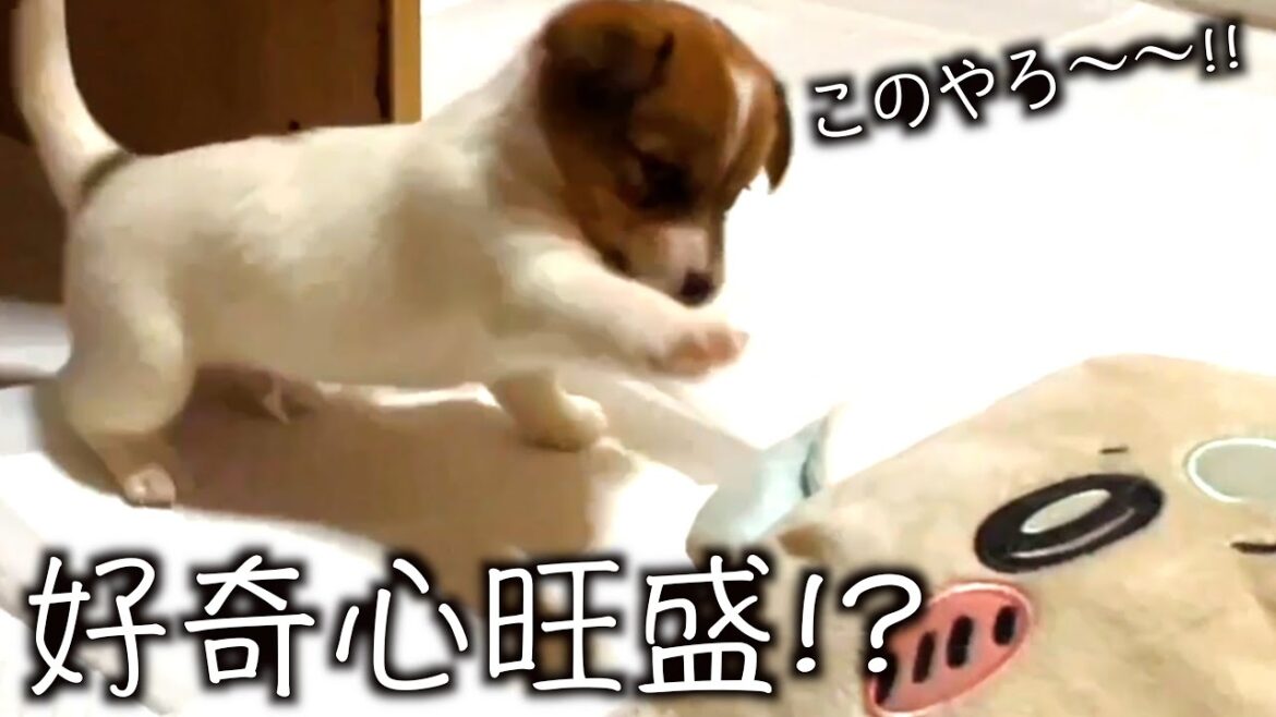 【ジャックラッセルテリア】このやろ〜！好奇心旺盛か？警戒心が強いのか？「ジャックラッセルテリアのにくきゅう」