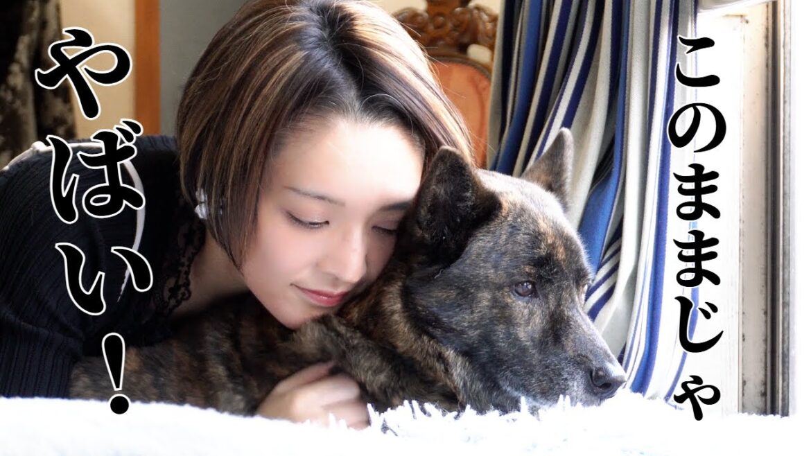 家族全員から猛抗議!このままだと絶対やばいと言われてしまった甲斐犬【柴犬・甲斐犬】#甲斐犬 #柴犬 #vlog 家族全員から猛抗議!このままだと絶対やばいと言われてしまった甲斐犬【柴犬・甲斐犬】#甲斐犬 #柴犬 #vlog
