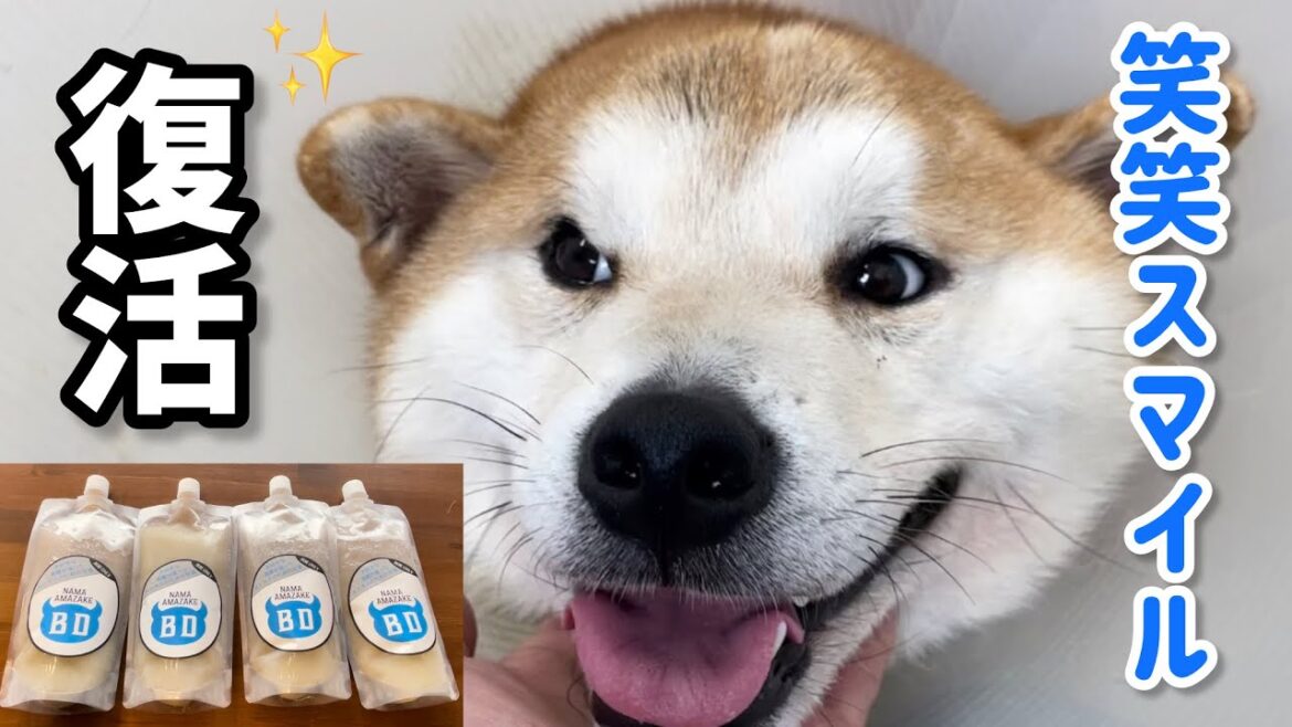 笑笑スマイル復活！弟柴犬の体力回復のために生甘酒(白杉酒造 BLUE DEVIL)を柴犬姉弟と買いに行ってきました！
