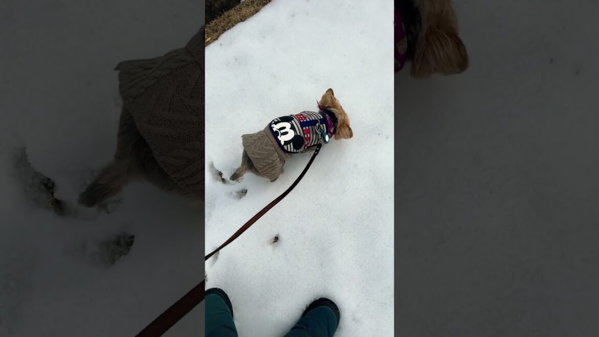 体に雪を擦りつけるヨーキー￼#ヨークシャーテリア