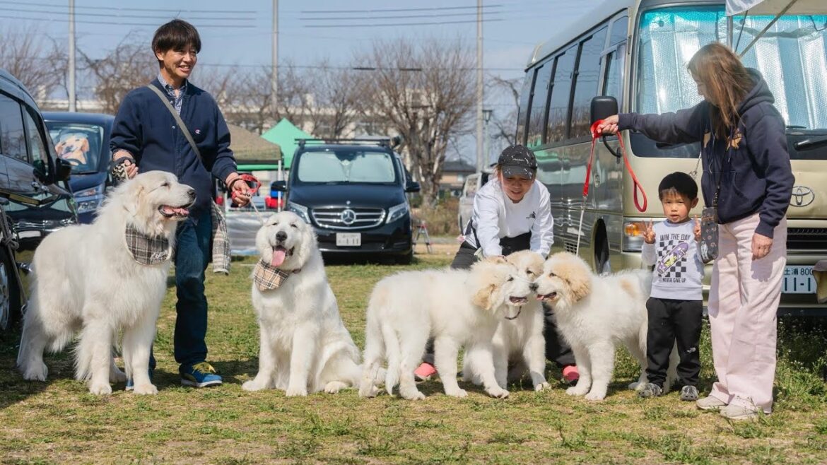 久しぶりにドッグショー観戦にいったノエルとオスカーです グレートピレニーズ Great Pryenees 久しぶりにドッグショー観戦にいったノエルとオスカーです グレートピレニーズ Great Pryenees