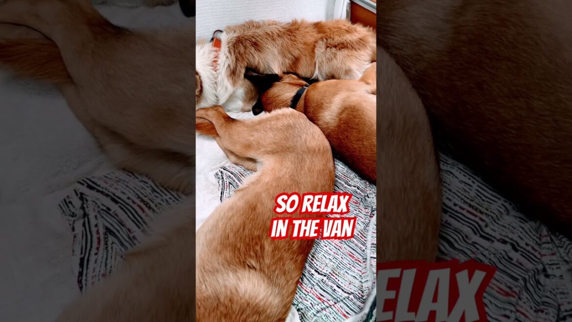 WAIT TIL THE END… Malinois & Border Collie’s SNOOZE REBELLION in the Van 😴🚐 #ViralDogs #FYP WAIT TIL THE END… Malinois & Border Collie’s SNOOZE REBELLION in the Van 😴🚐 #ViralDogs #FYP