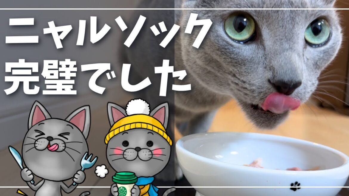 長時間の自宅警備ありがとうございました【ロシアンブルー】猫