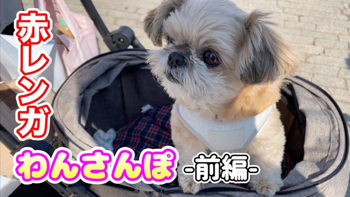 横浜赤レンガ わんさんぽ2024 前編 チワワ×シーズー