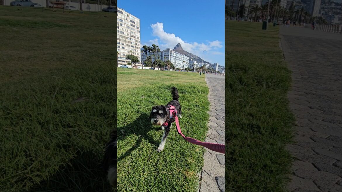 Miniature Schnauzer Cape Town Walk Miniature Schnauzer Cape Town Walk