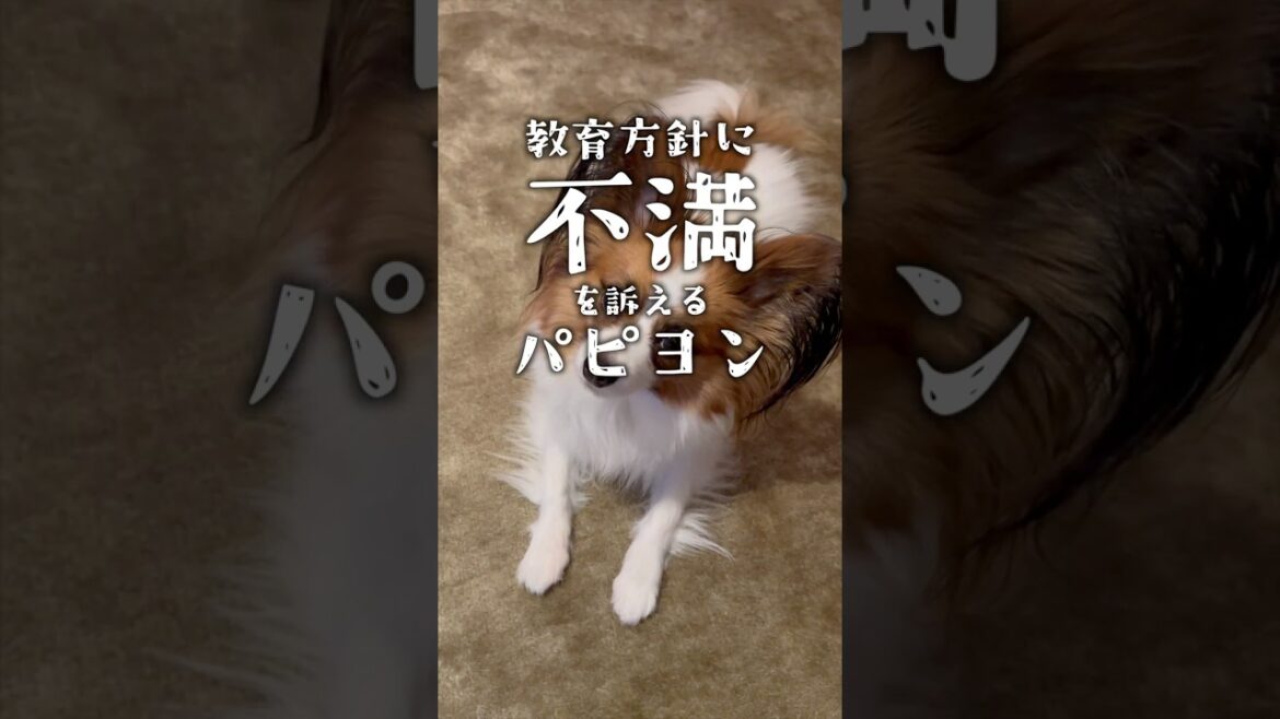 飼い主の教育方針に不満がある犬　 #パピヨン #papillon #可愛い　#子犬お迎え