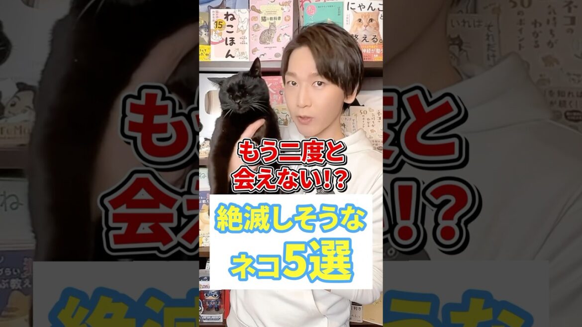 もう２度と会えない！？絶滅しそうなネコ５選 #猫 #猫好き #ネコ #ねこ