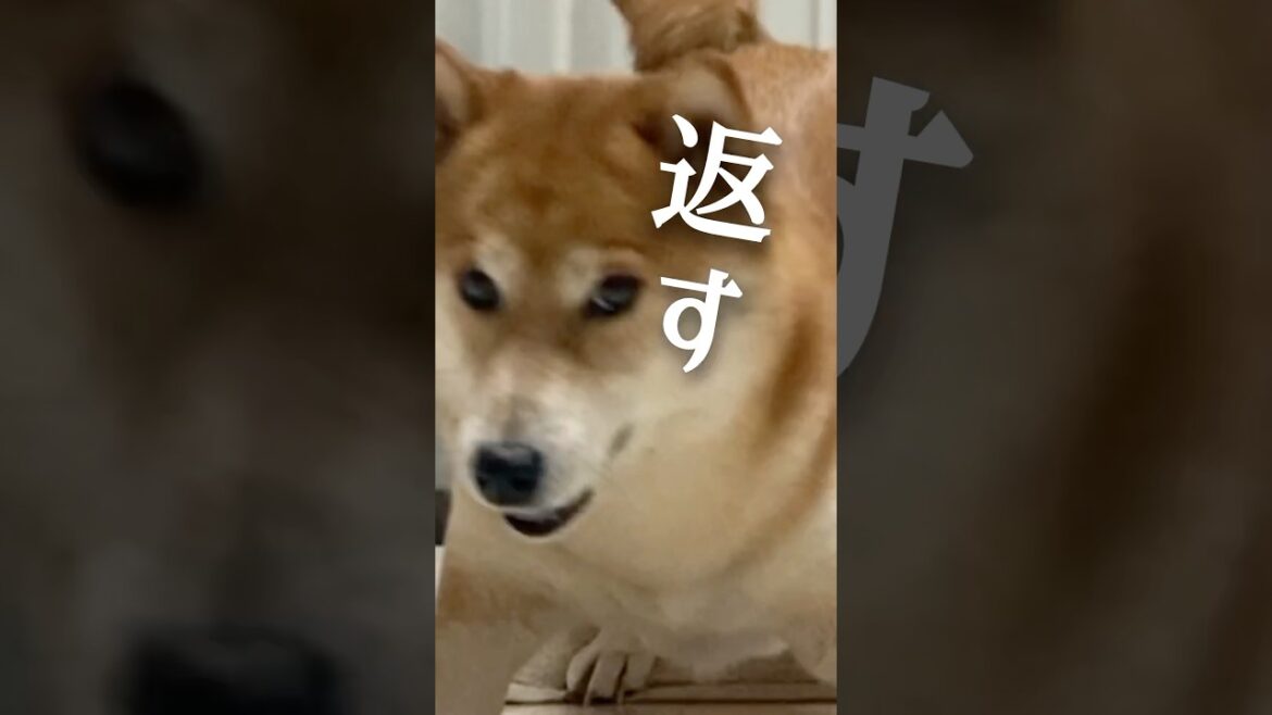 初心を忘れない柴犬がかわいい