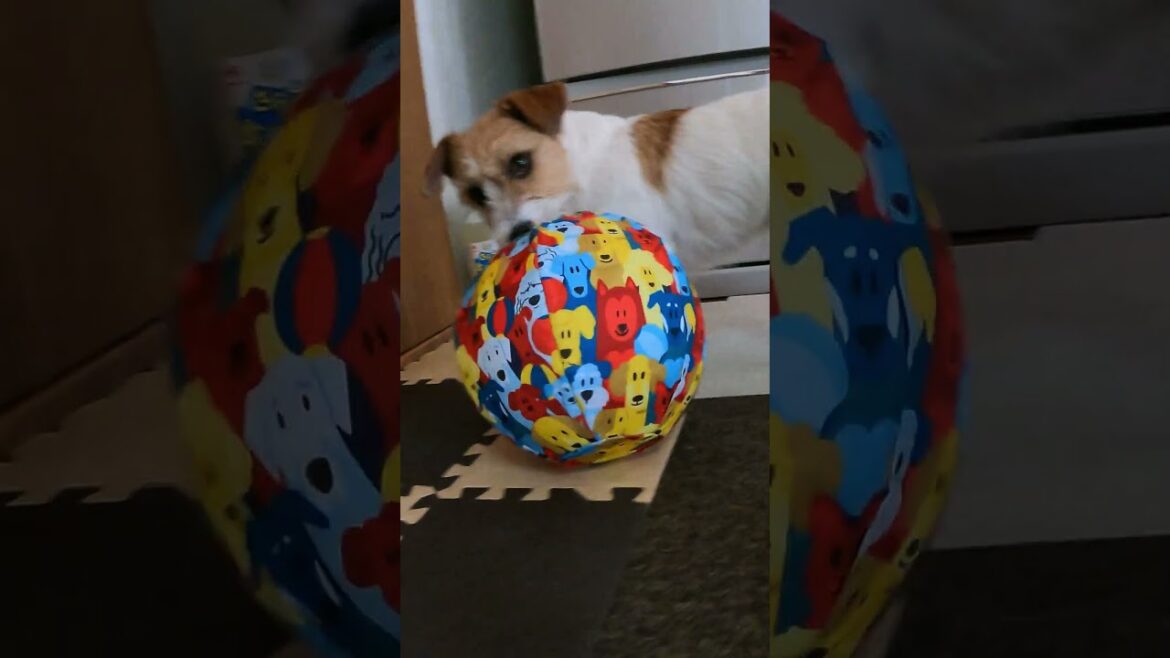 このボールは渡さない！ #ジャックラッセルテリア #jackrussellterrier #癒し
