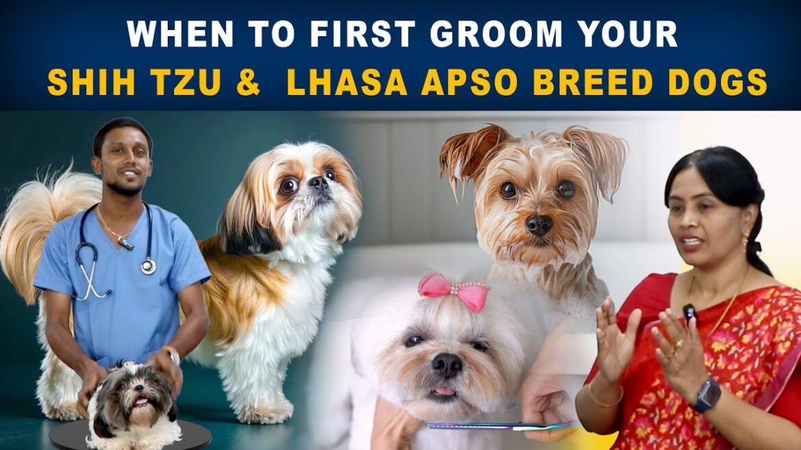When To First Groom Your shih tzu &  lhasa apso Breed Dogs🤔 #pets #petcure #petboarding #petgrooming