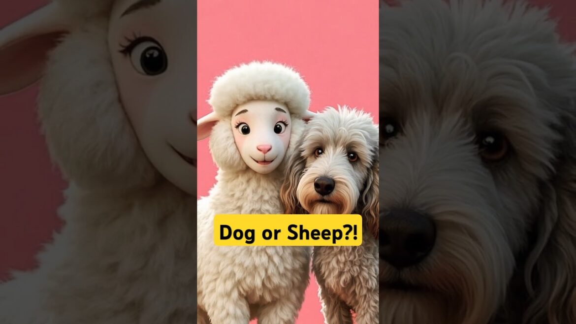 Dog or Sheep? Meet the Bedlington! #BedlingtonTerrier #DogOrSheep #WeirdDogs #DogFacts #FluffyDog