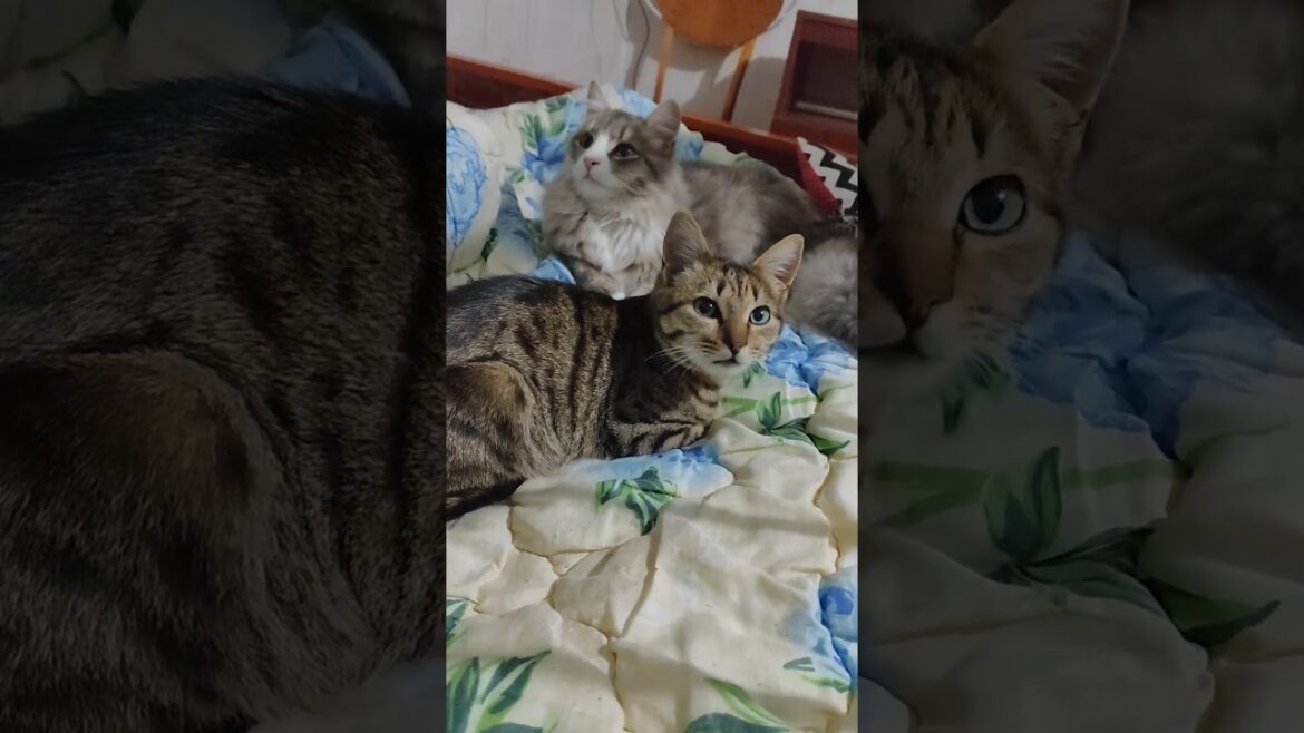 Котята