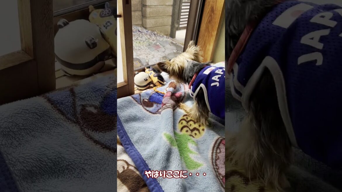 【ヨークシャーテリア】隊員さん（玩具）と天隊長♪♪　#shorts