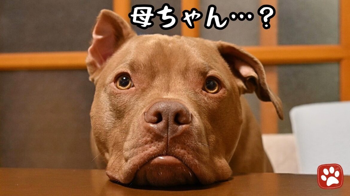 不安なピットブルのデイジーとの感動の絆！母ちゃんがいないと心配でお散歩に行けない様子が可愛いすぎた‼
