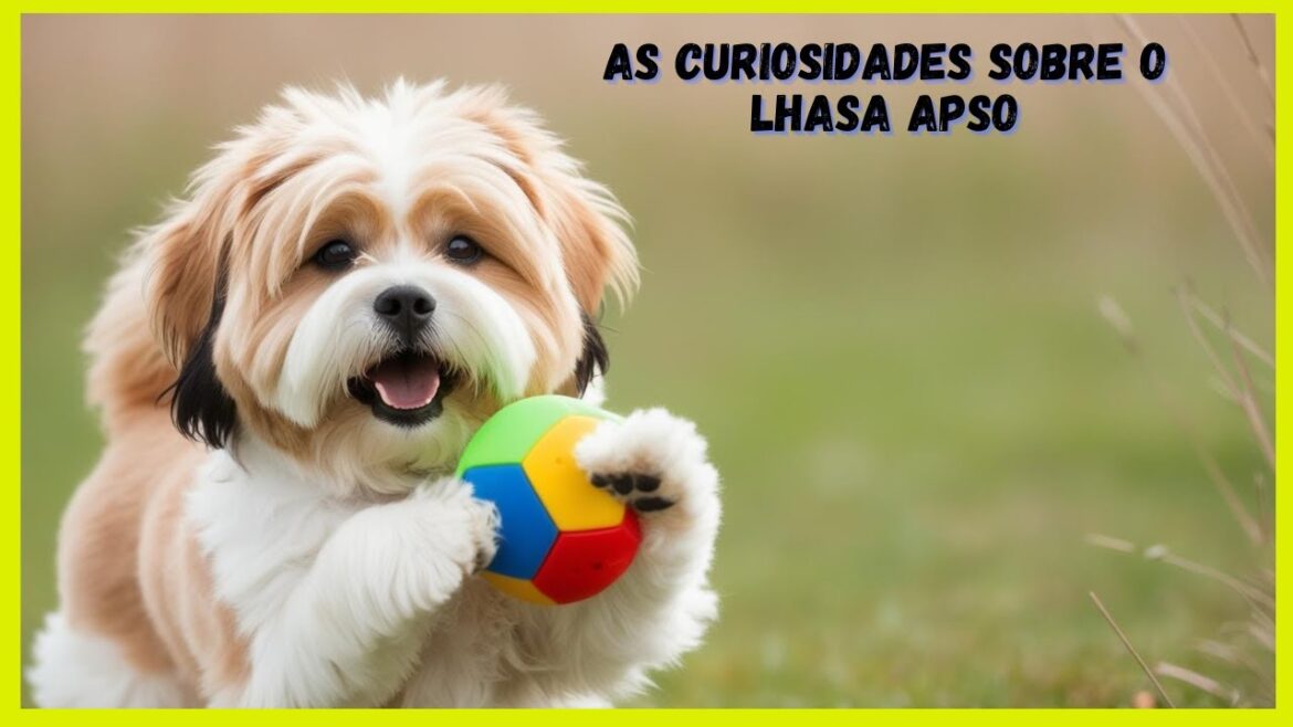 As Curiosidades Sobre o Lhasa Apso As Curiosidades Sobre o Lhasa Apso