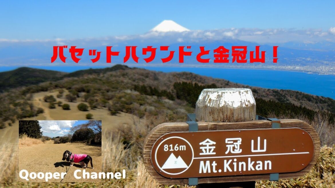 バセットハウンドと金冠山！