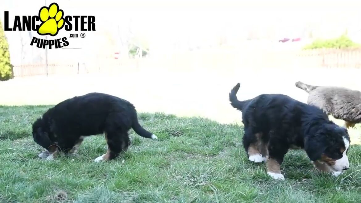 Beautiful Bernese Mountain Dog Puppies