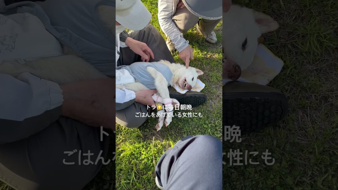 3/28は愛犬賢、賢殿の11回目の月命日です#shorts #賢殿 3/28は愛犬賢、賢殿の11回目の月命日です#shorts #賢殿