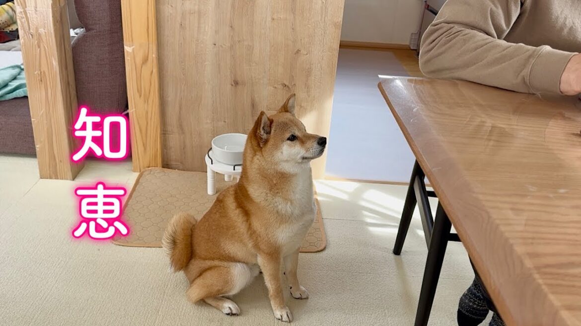 朝食の最中に愛犬のとったまさかの行動が賢過ぎました
