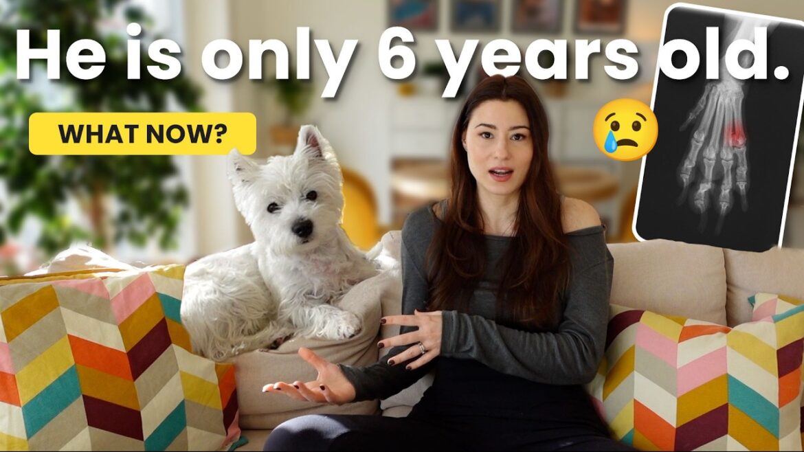 WHY My Dog Was LIMPING for 3 Months 😢 Our Journey to a Diagnosis WHY My Dog Was LIMPING for 3 Months 😢 Our Journey to a Diagnosis