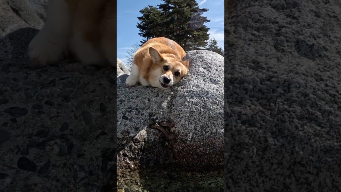 河原でのスリスリが心地良さそうなコーギー / A Corgi looks comfortable rubbing itself on the riverbed #コーギー #corgi