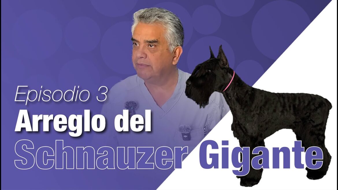 Arreglo de un SCHNAUZER GIGANTE por Manuel Gutiérrez | Maestros del Grooming | Episodio 03
