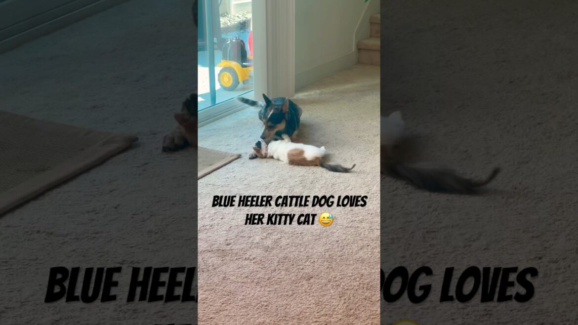 Blue heeler cattle dog loves her kitty cat. #blueheeler #cattledog #dog #dogshorts #dogs #pets