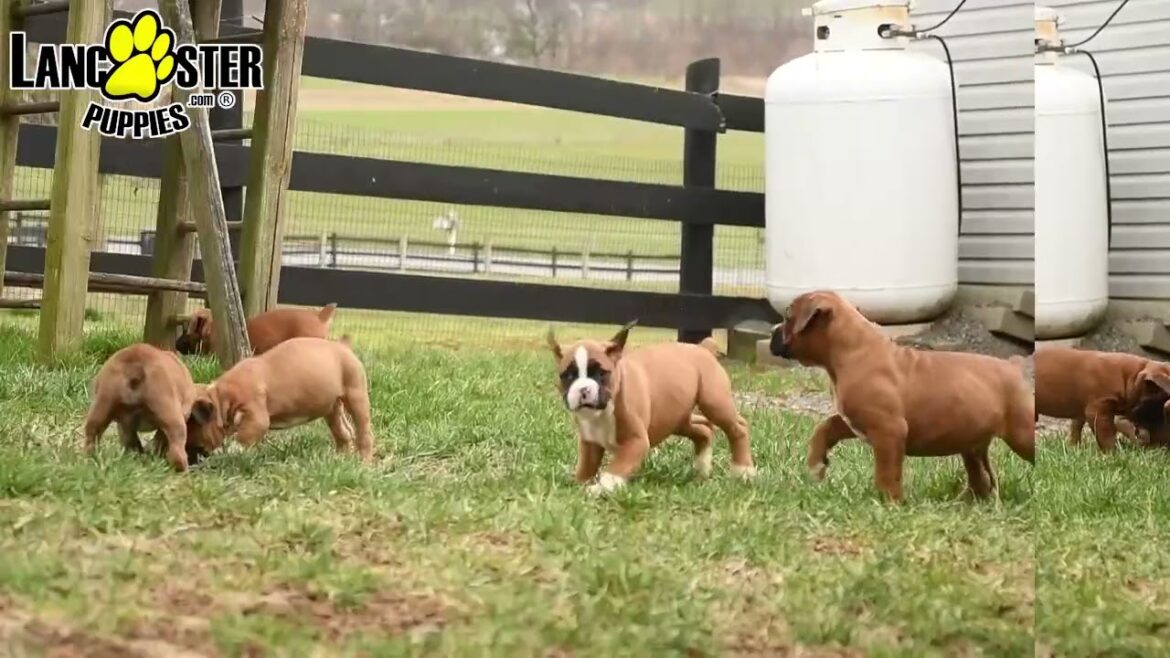 Playful Boxer Puppies