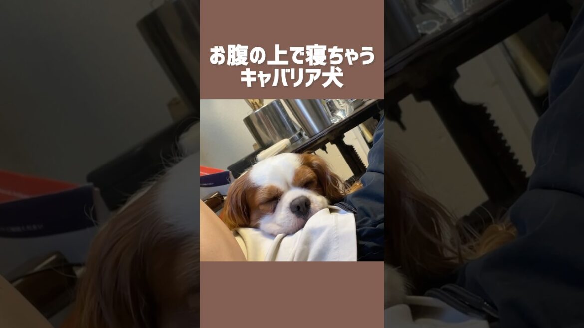 飼い主のお腹のリズムでうとうとしちゃうキャバリア犬 #shorts