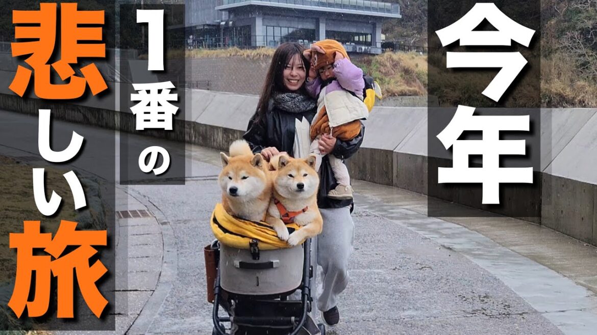 柴犬と１歳児の旅行。事前のリサーチ虚しく愛犬を置いてく事になる
