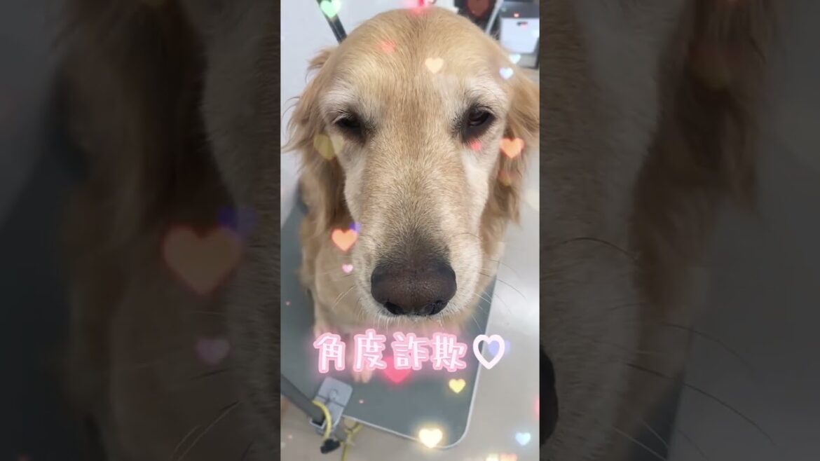 上からゴールデンレトリーバー♥🐶 【茂原市の大型犬専門ブリーダー直売店 GRAND INU FARM】#犬のいる暮らし #ゴールデンレトリーバー #癒し 上からゴールデンレトリーバー♥🐶 【茂原市の大型犬専門ブリーダー直売店 GRAND INU FARM】#犬のいる暮らし #ゴールデンレトリーバー #癒し