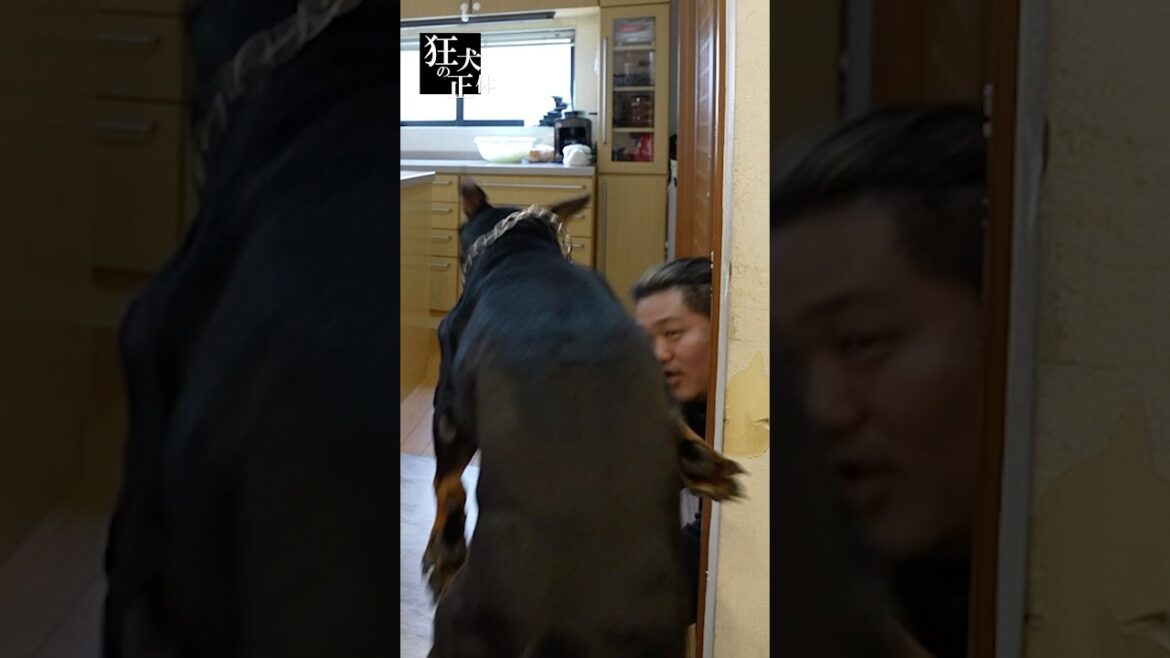 驚異の瞬発力を持つドーベルマン #ドーベルマン #dogsoftiktok #dogs #fastdog #dobermanpower  #viral #funnydogs #dogtraining