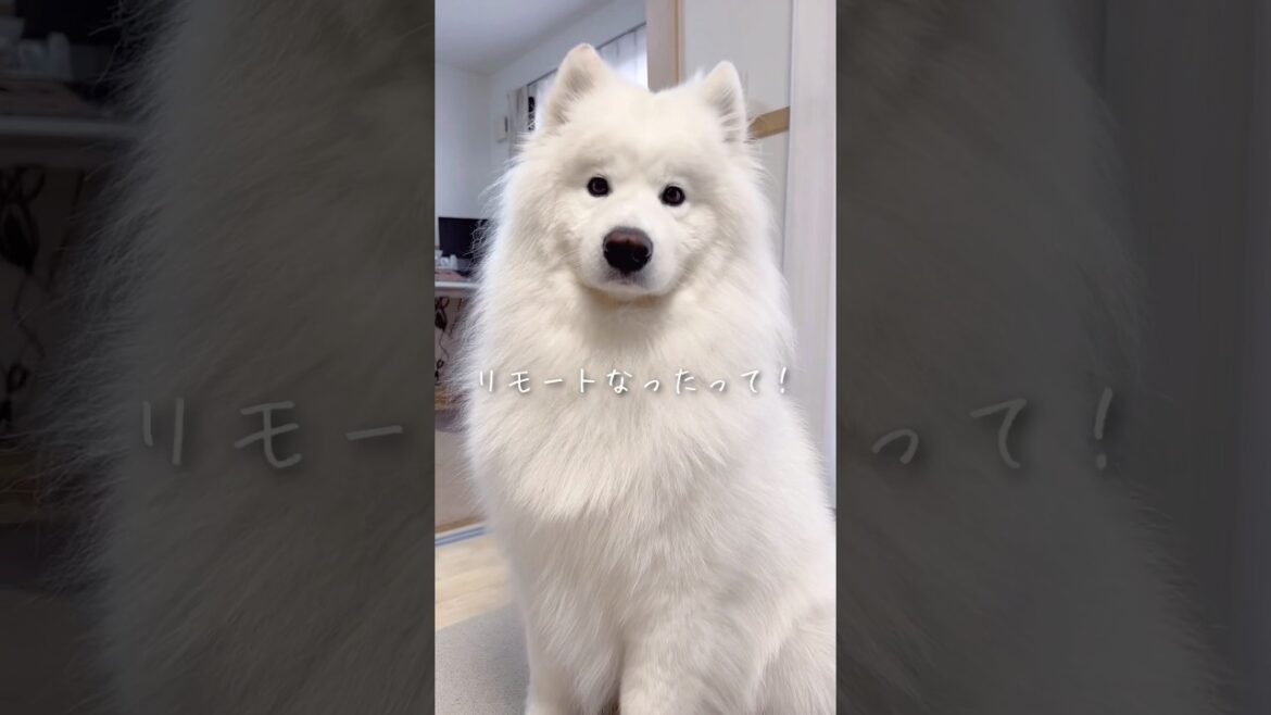 大好きなパパが出社して5分で帰ってきた時の大型犬の反応が可愛い  #サモエド #samoyed #癒し