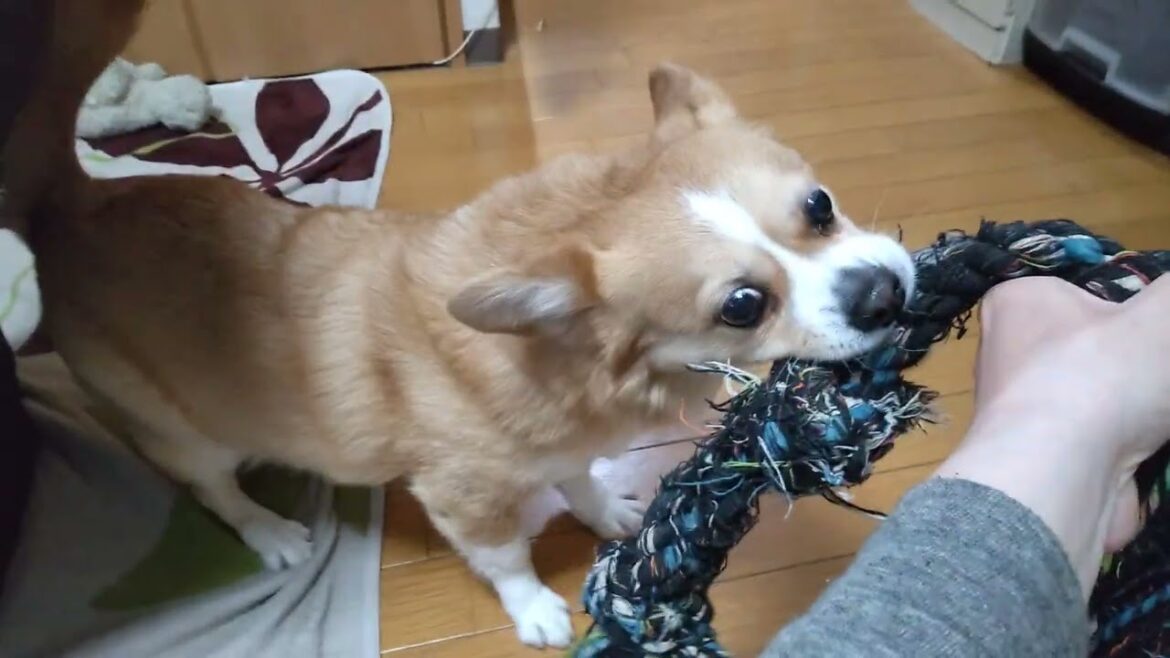 今朝のちょび【ちょび】【コーギー×ペキニーズ】