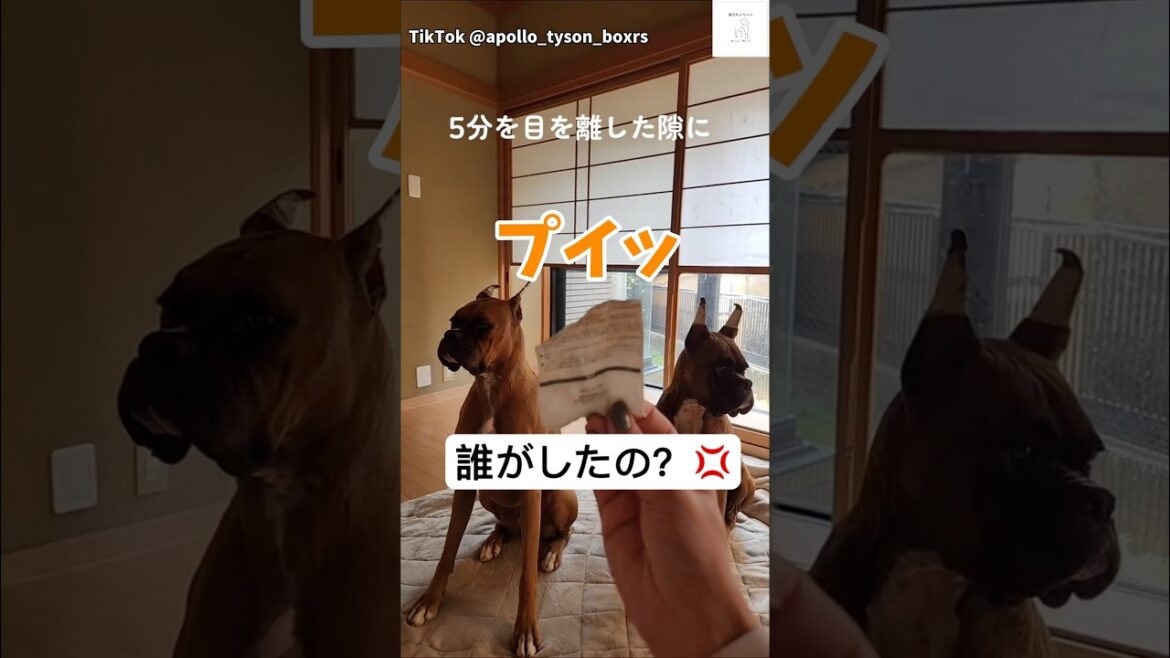 同時に『プイッ』😂シンクロする顔が面白い　#ボクサー犬 #犬　#大型犬　#犬のいる暮らし #多頭飼い