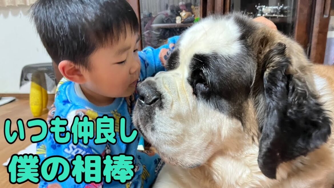 【セントバーナード】孫から夢のような食べ放題のおやつをもらってご機嫌な、ももちゃんと、ららちゃんはお散歩も一緒で更にご機嫌な1日でした。 【セントバーナード】孫から夢のような食べ放題のおやつをもらってご機嫌な、ももちゃんと、ららちゃんはお散歩も一緒で更にご機嫌な1日でした。