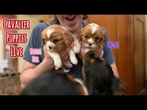 RBC Live:  Puppy Mash & Playful Antics RBC Live:  Puppy Mash & Playful Antics