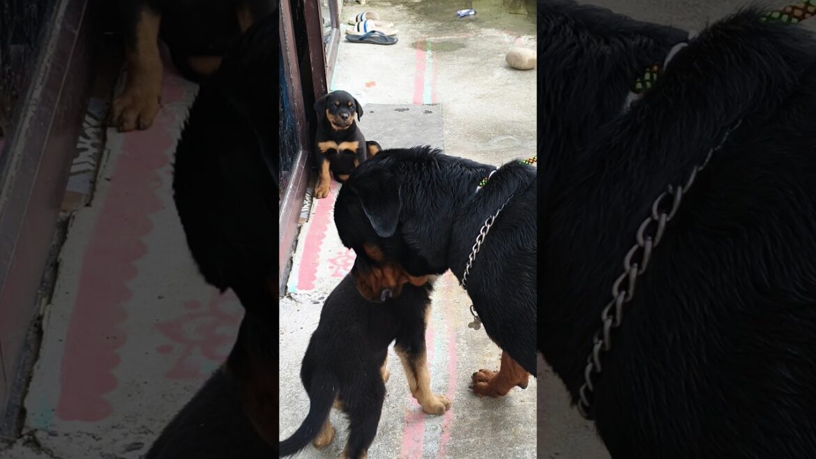 Rottweiler Meets German Shepherd The Ultimate Power Duo#shorts