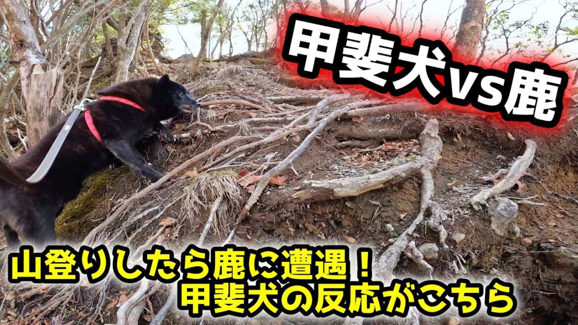 山登りで鹿に遭遇！！甲斐犬の狩猟本能が爆発！【甲斐犬と登山　両神山編：第１話】