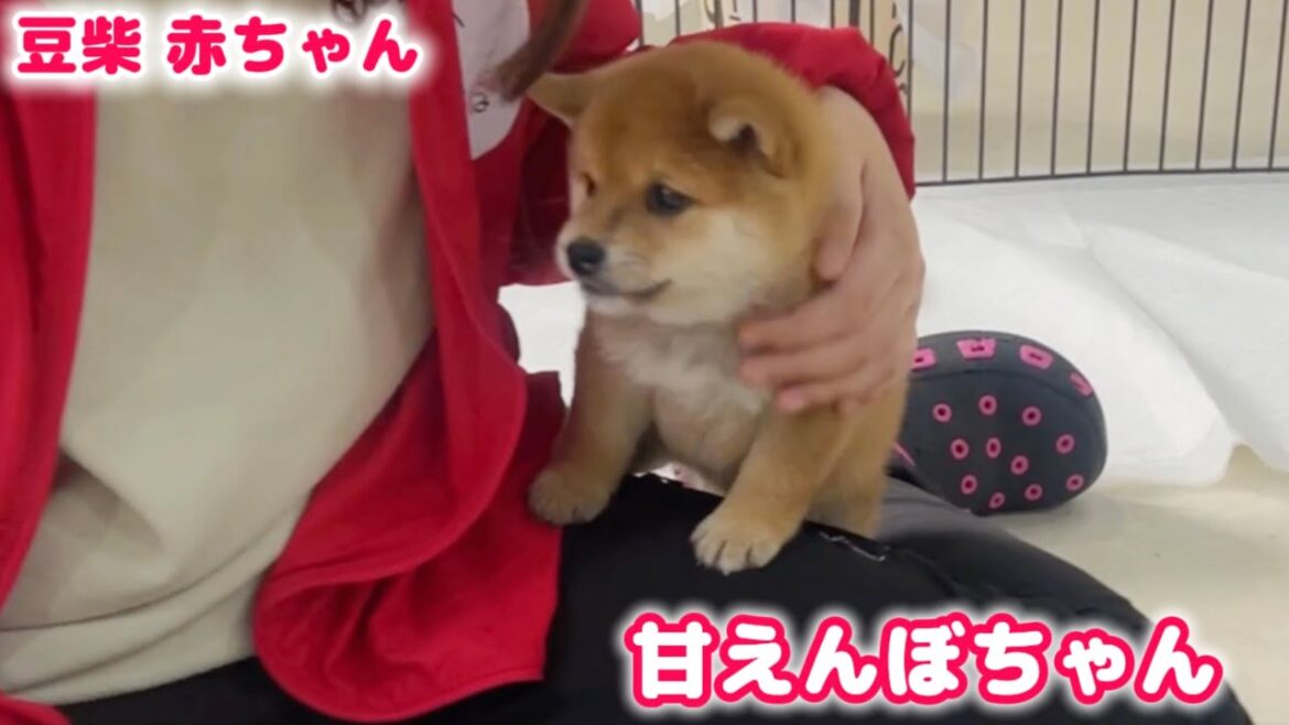 【豆柴犬】人が好きすぎる癒しの赤ちゃん&お名前報告！【子犬と癒し】まめしば亭ブログvlog