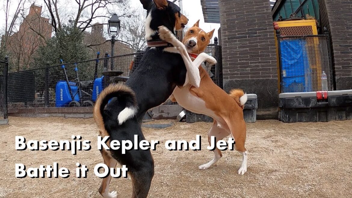 Basenjis Kepler and Jet Battle it Out