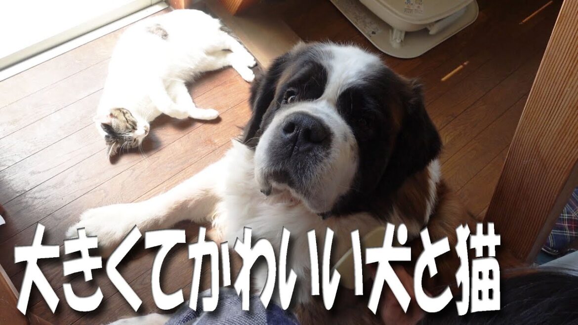 信州の春はもうすこし　セントバーナードのポンは雪で！ペキニーズと保護猫もいるよSaint Bernard