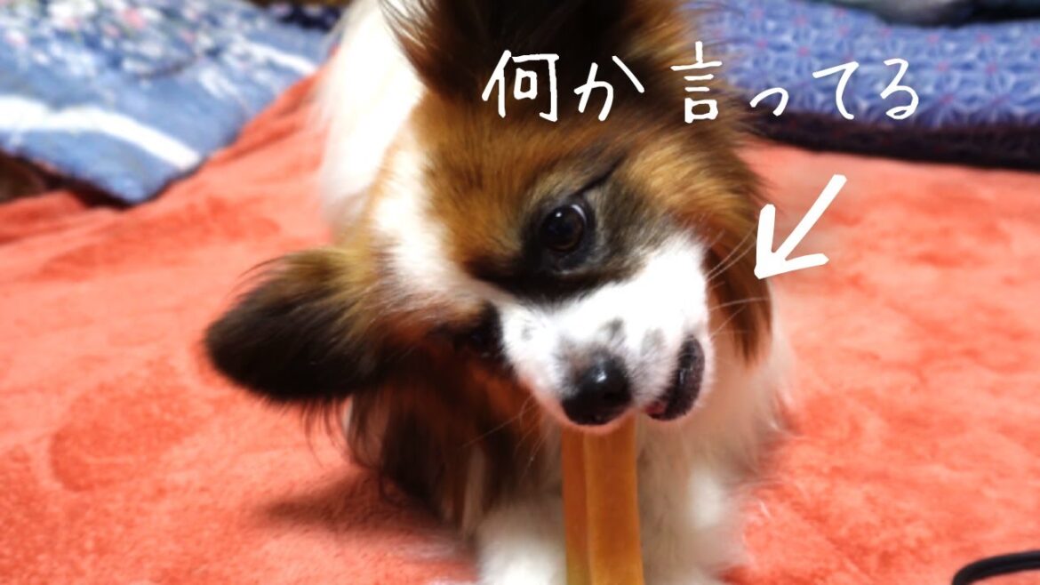 【パピヨン】ガム食べながらしゃべってるパピヨン犬の声が可愛い