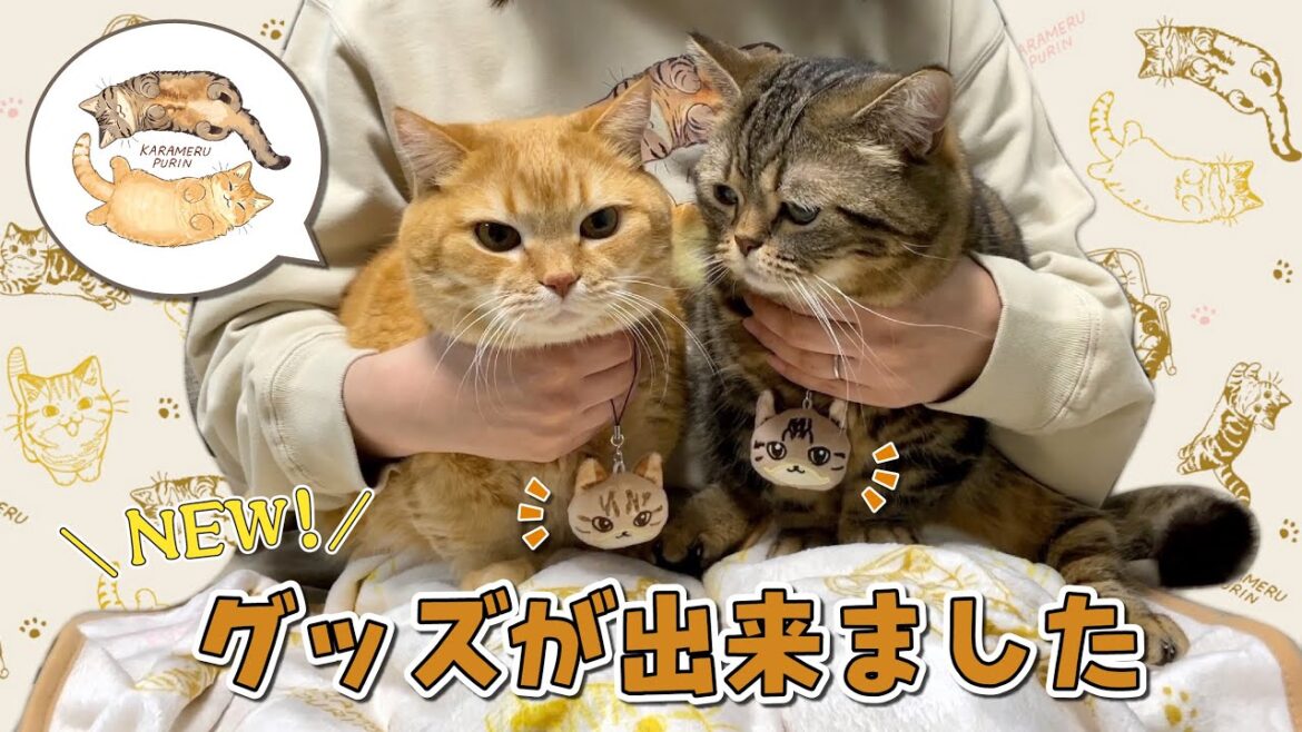 過去一！？新作グッズが可愛すぎるので語ります！【お知らせ】