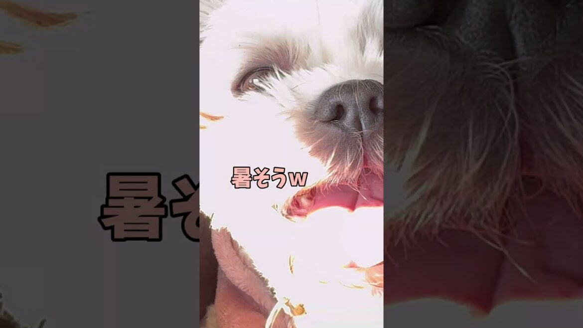 表情があわただちいでしゅかね❓🐶#シーズー #いぬ #犬 #マルシーズー #わんこ #マルチーズ #イヌ 表情があわただちいでしゅかね❓🐶#シーズー #いぬ #犬 #マルシーズー #わんこ #マルチーズ #イヌ