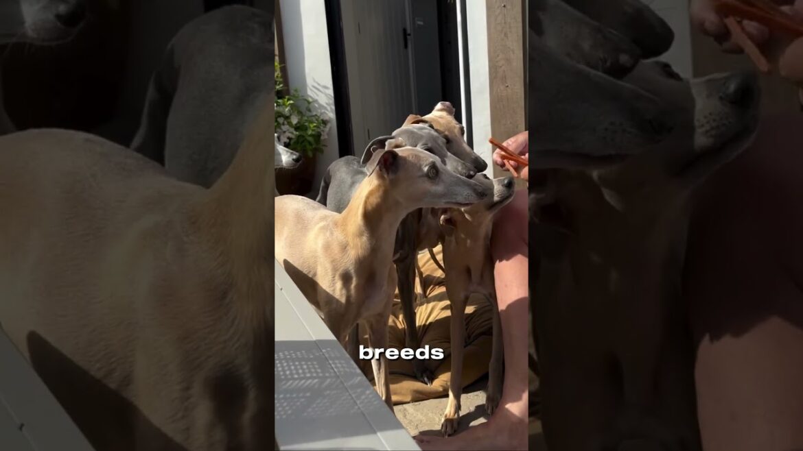 Whippet – The Speedy and Gentle Racer