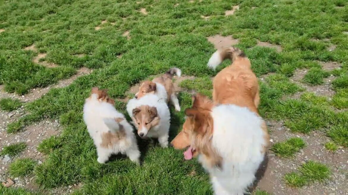 ﾗﾌｺﾘｰ　Motherlake Collies　ピコの子　生後36日目　03252025