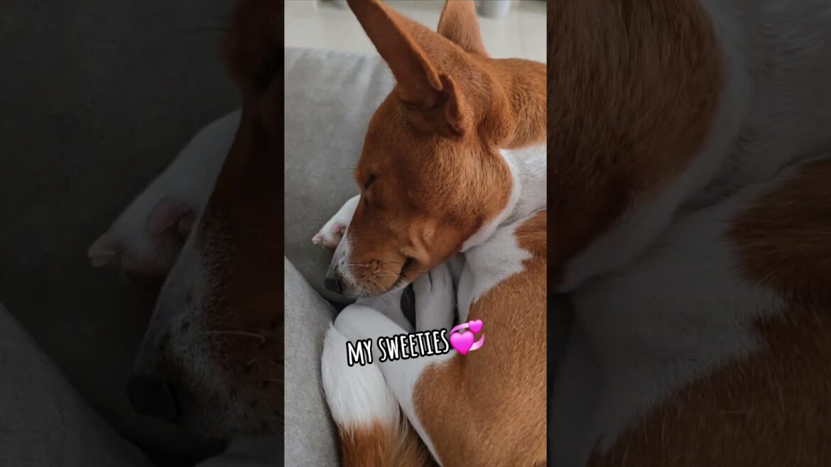#basenji #pets #doglife #doglover